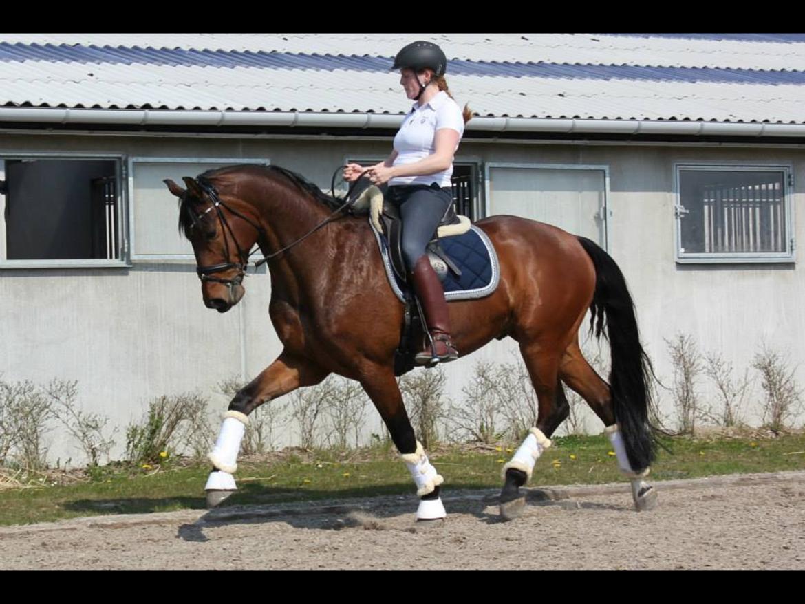 Finsk Varmblod Piece of Art billede 20