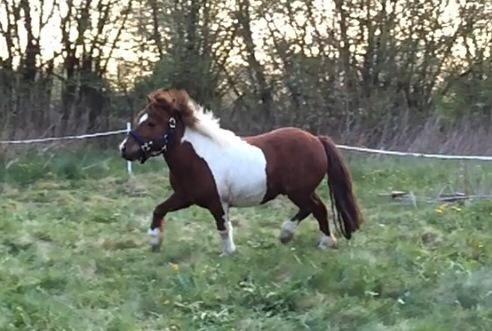 Shetlænder Dalagers Taz billede 5