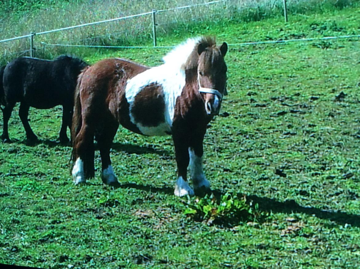 Shetlænder Dalagers Taz billede 2