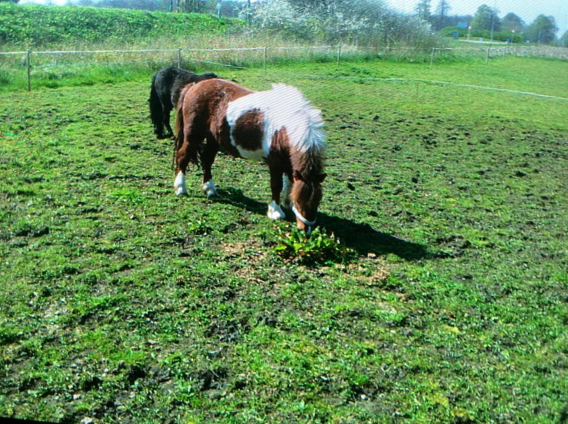 Shetlænder Dalagers Taz billede 3