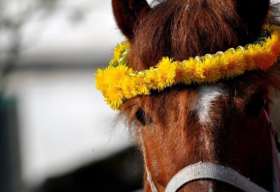 Shetlænder Dalagers Taz billede 4