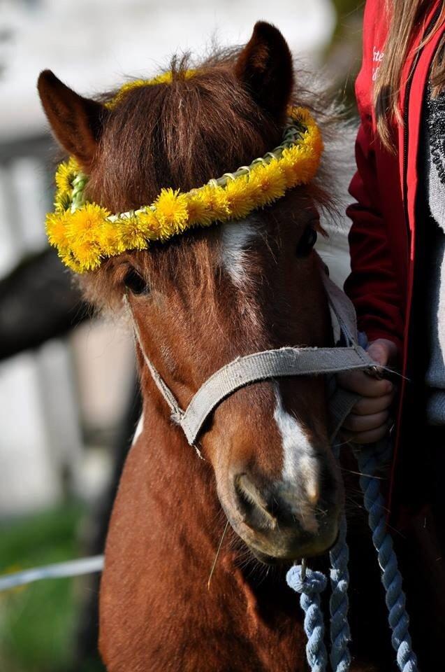 Shetlænder Dalagers Taz billede 6