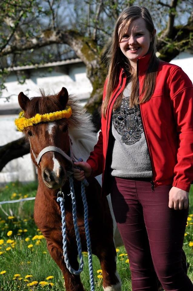 Shetlænder Dalagers Taz billede 7