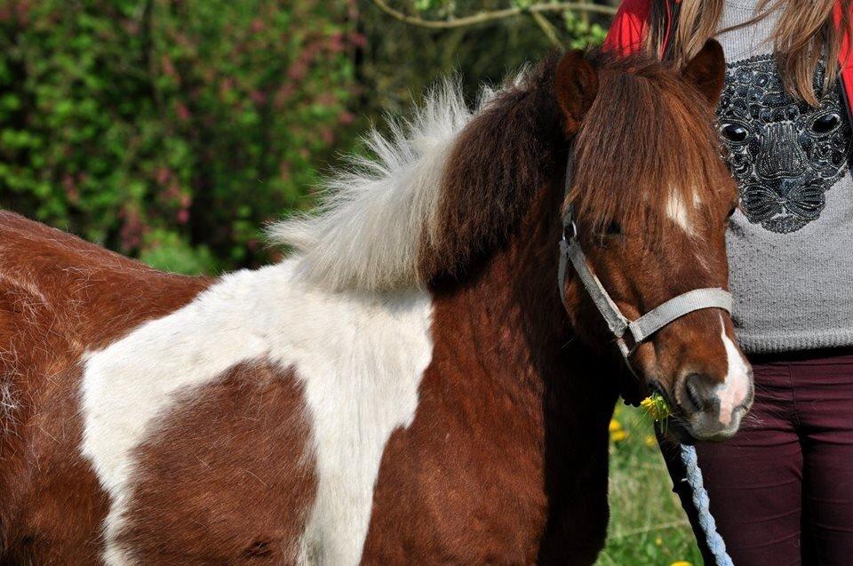 Shetlænder Dalagers Taz billede 8