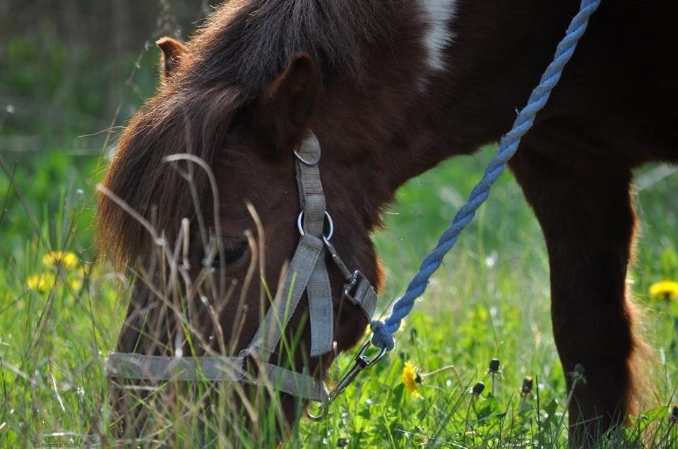 Shetlænder Dalagers Taz billede 9