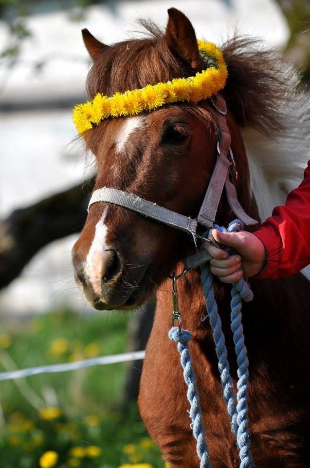Shetlænder Dalagers Taz billede 10