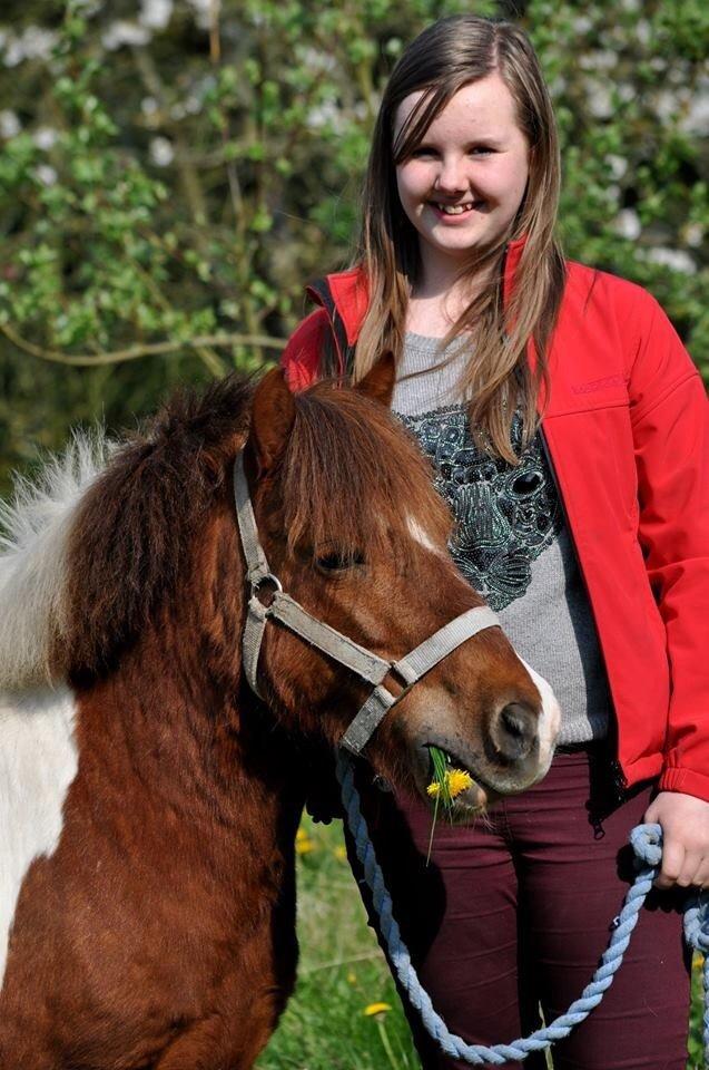 Shetlænder Dalagers Taz billede 11