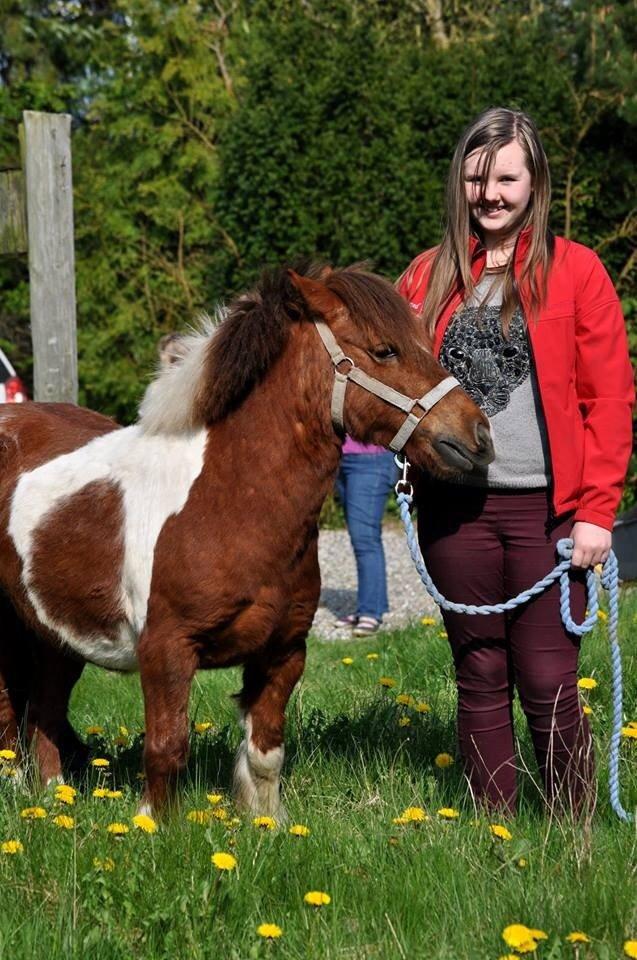 Shetlænder Dalagers Taz billede 12
