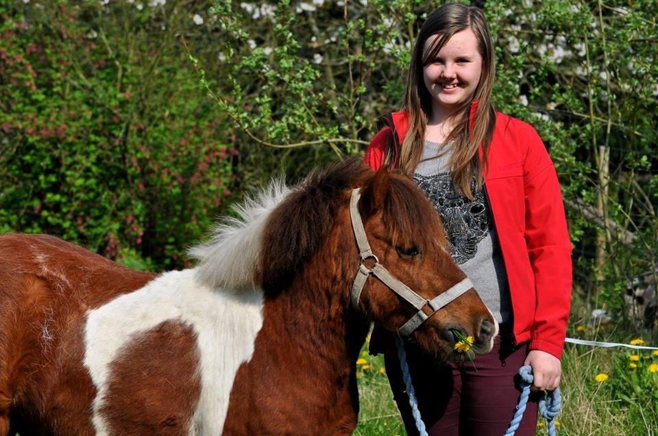 Shetlænder Dalagers Taz billede 13