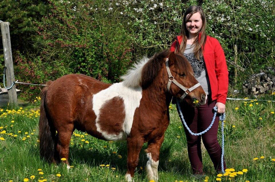 Shetlænder Dalagers Taz billede 14