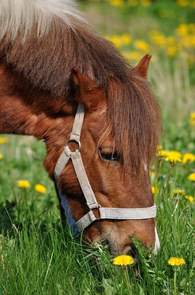 Shetlænder Dalagers Taz billede 15
