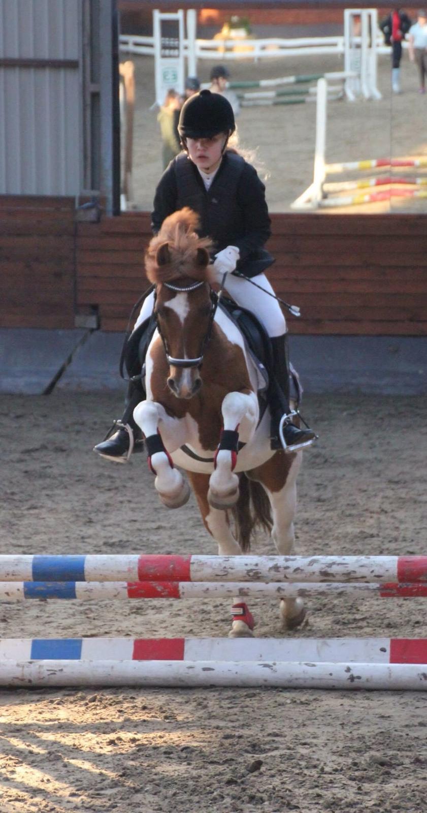 Anden særlig race Hidalgo - Hiller til klubmesterskab i spring.. Her i LD hvor han desværre tog en bom :-D Fotograf: Rebekka Christensen billede 14