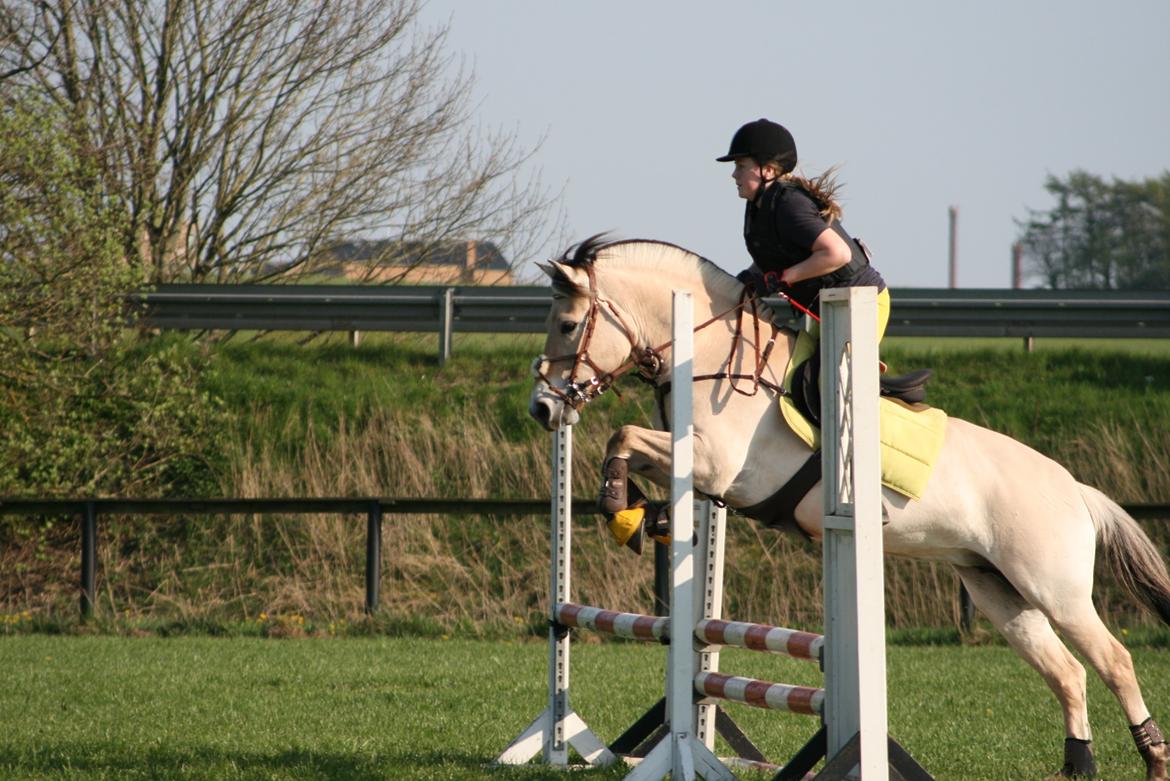 Fjordhest Gitte Fjord - Lippa billede 13