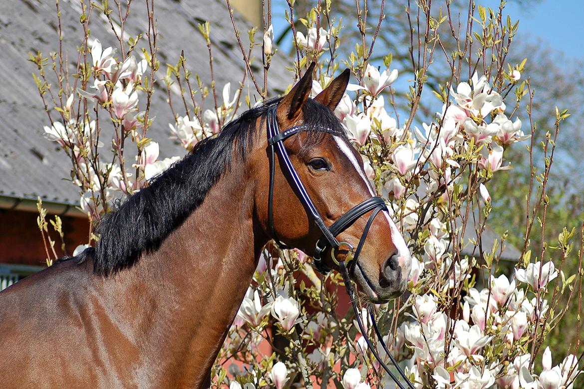 Dansk Varmblod Camarro SR billede 16