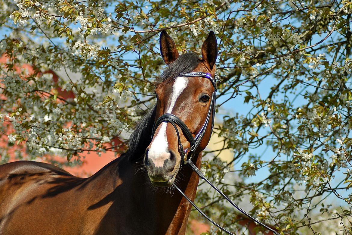 Dansk Varmblod Camarro SR billede 12