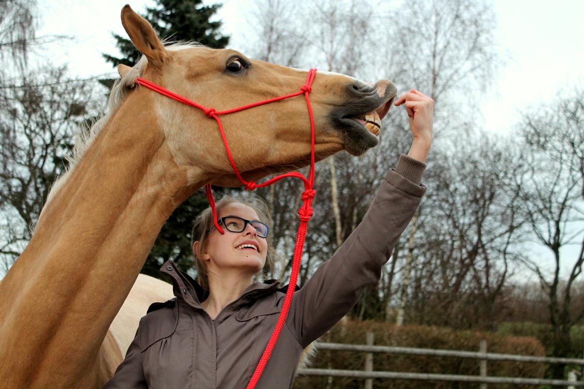 Palomino Rudolph's Cheyenne - Smiiiil billede 12