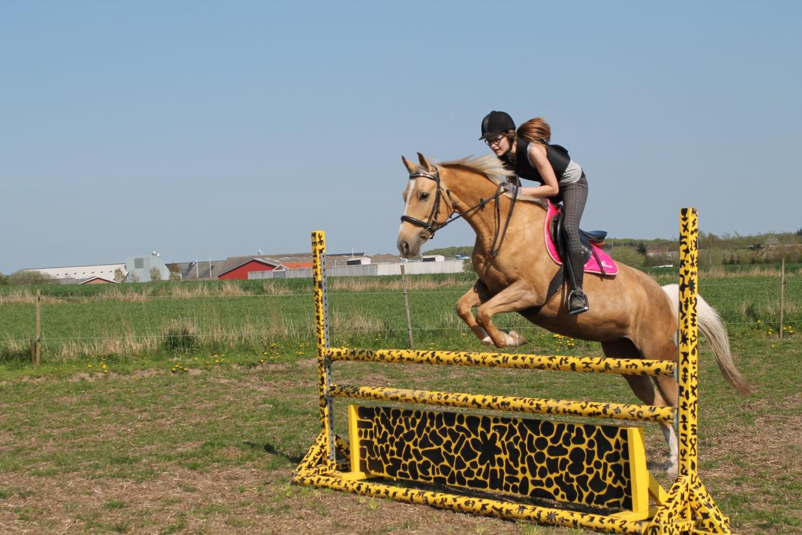 Palomino Rudolph's Cheyenne billede 13