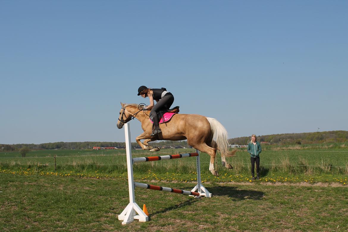 Palomino Rudolph's Cheyenne - 1,17 m :) 26-4-14 billede 16