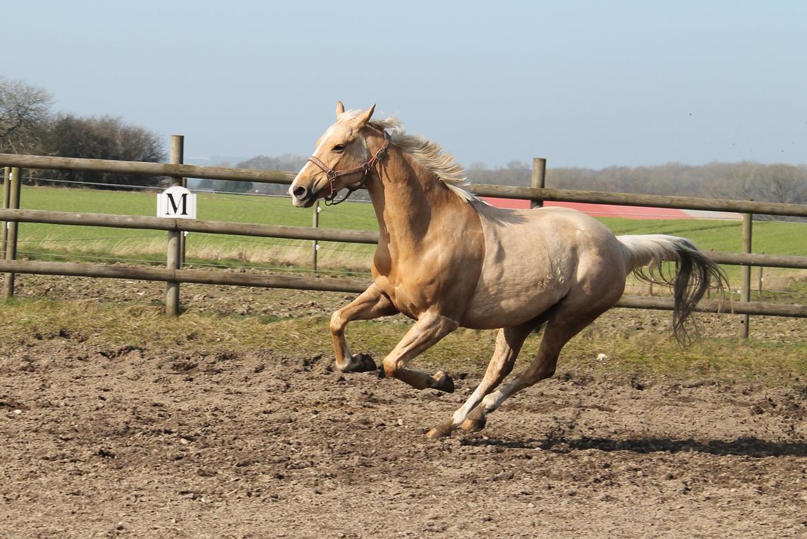 Palomino Rudolph's Cheyenne billede 17
