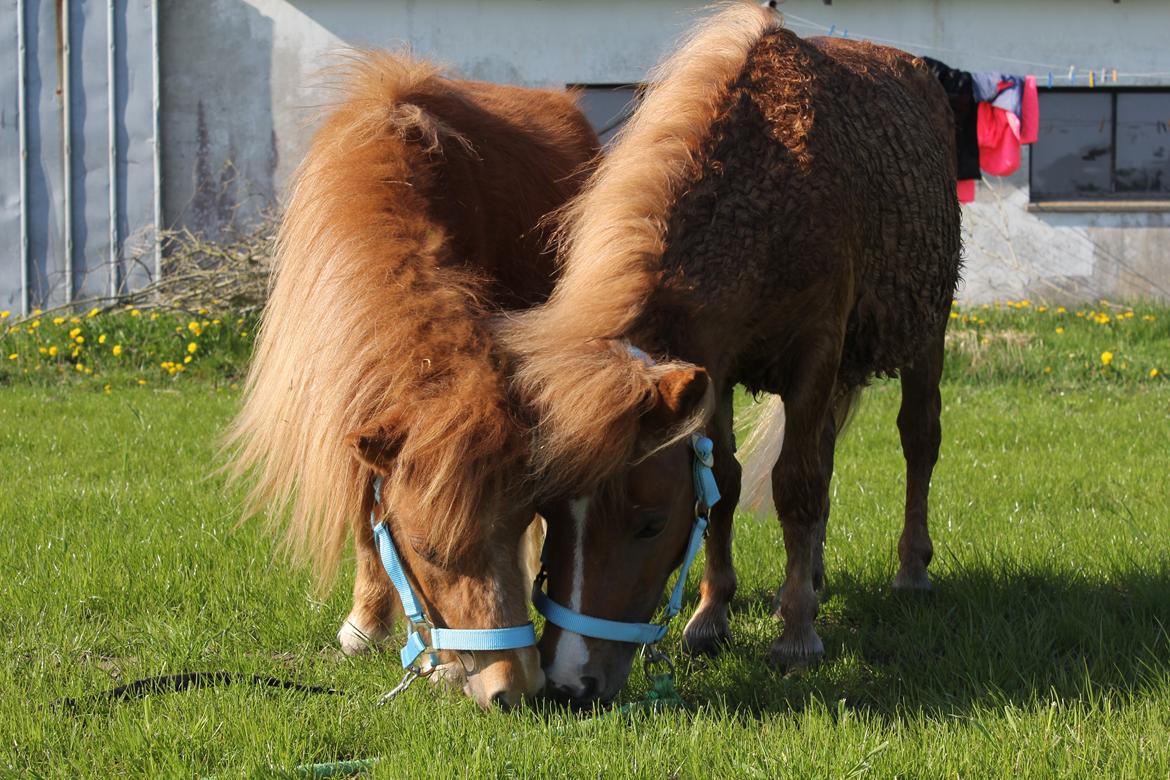 Shetlænder Bertram billede 15