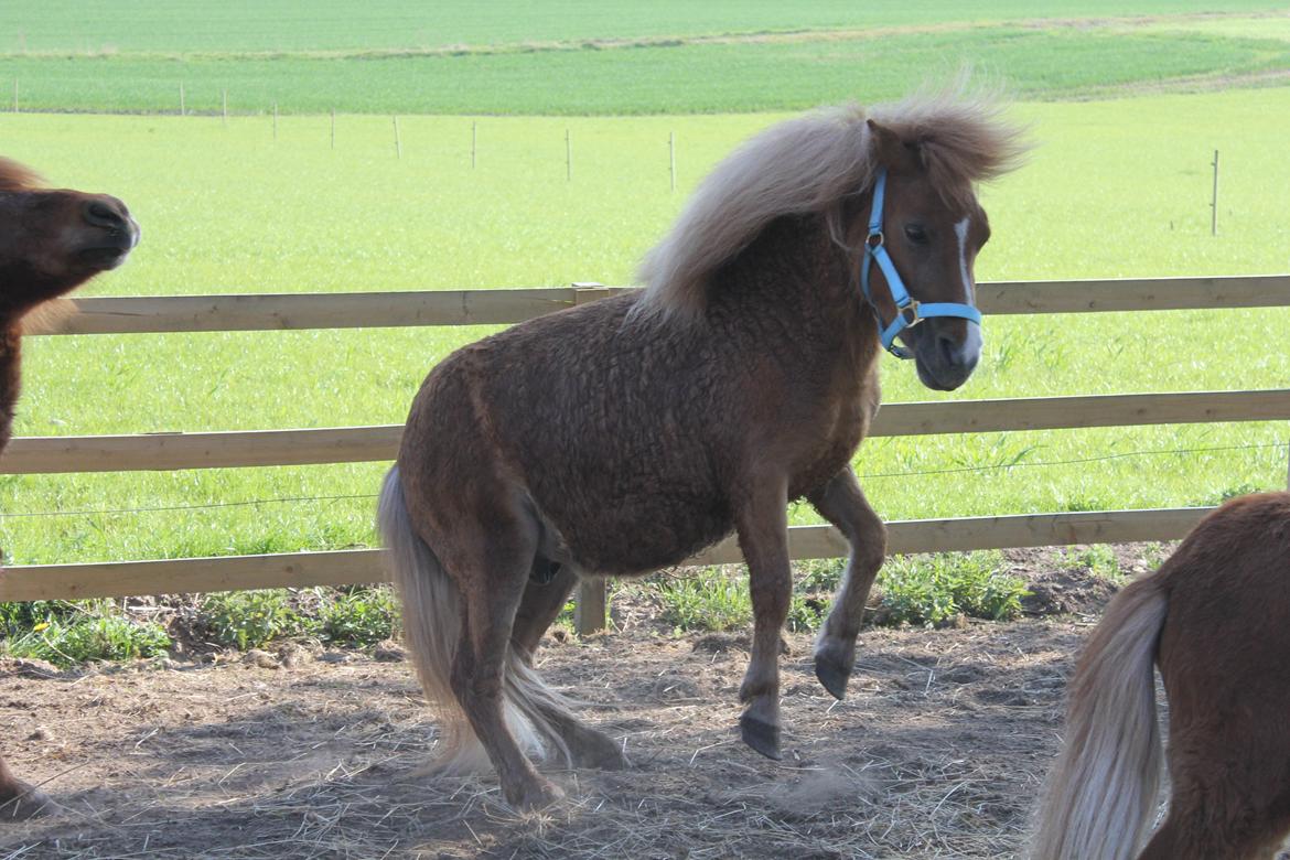 Shetlænder Bertram billede 17