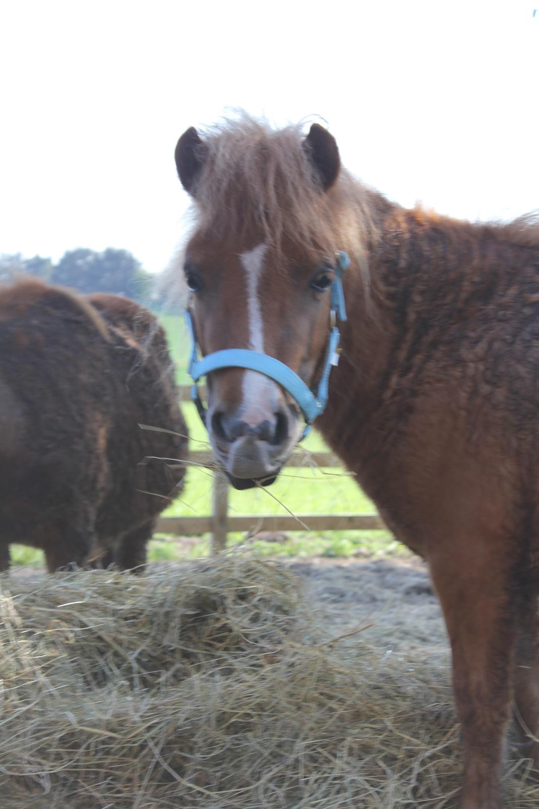 Shetlænder Bertram billede 16