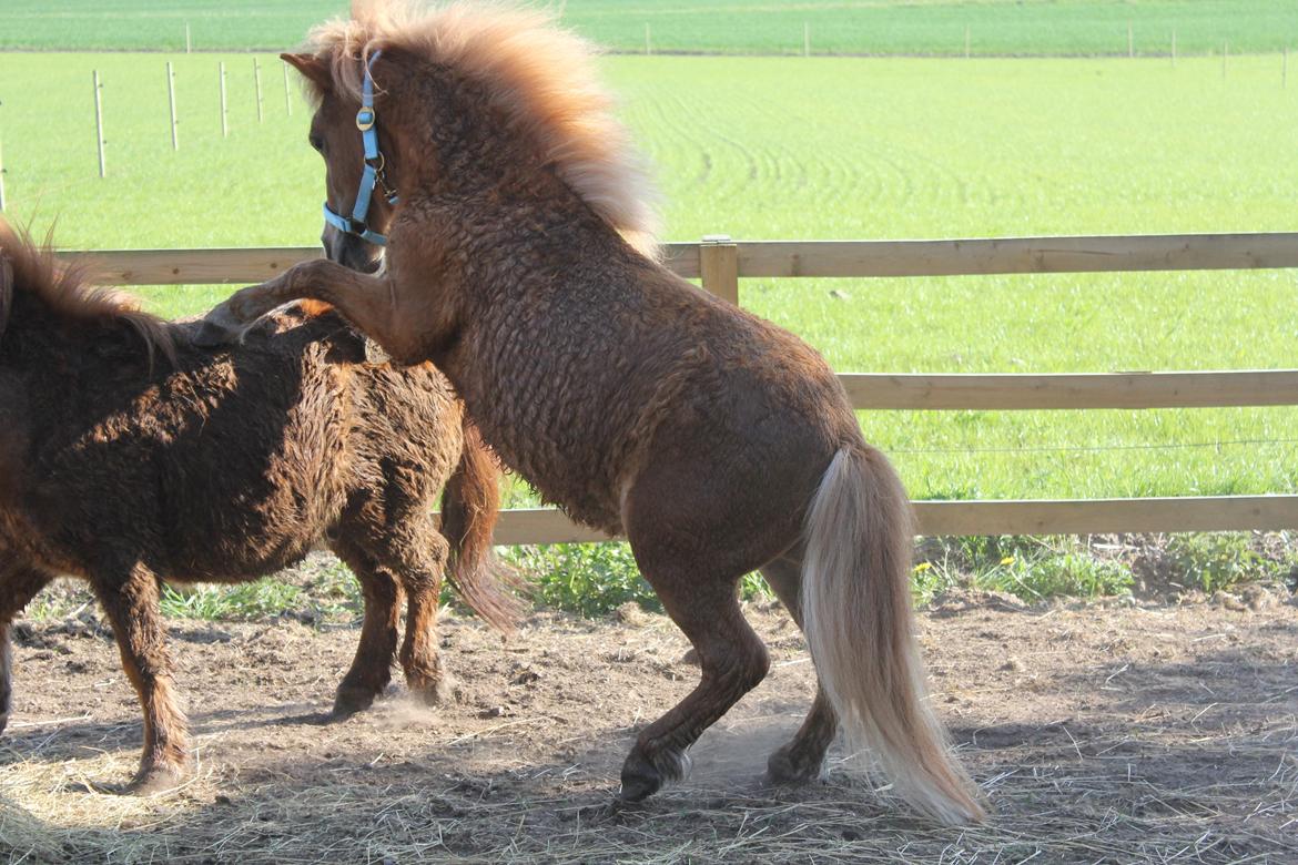 Shetlænder Bertram billede 18