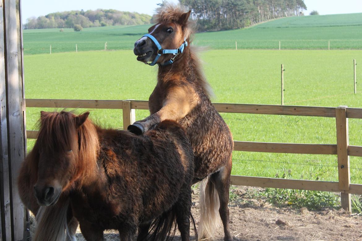 Shetlænder Bertram billede 19
