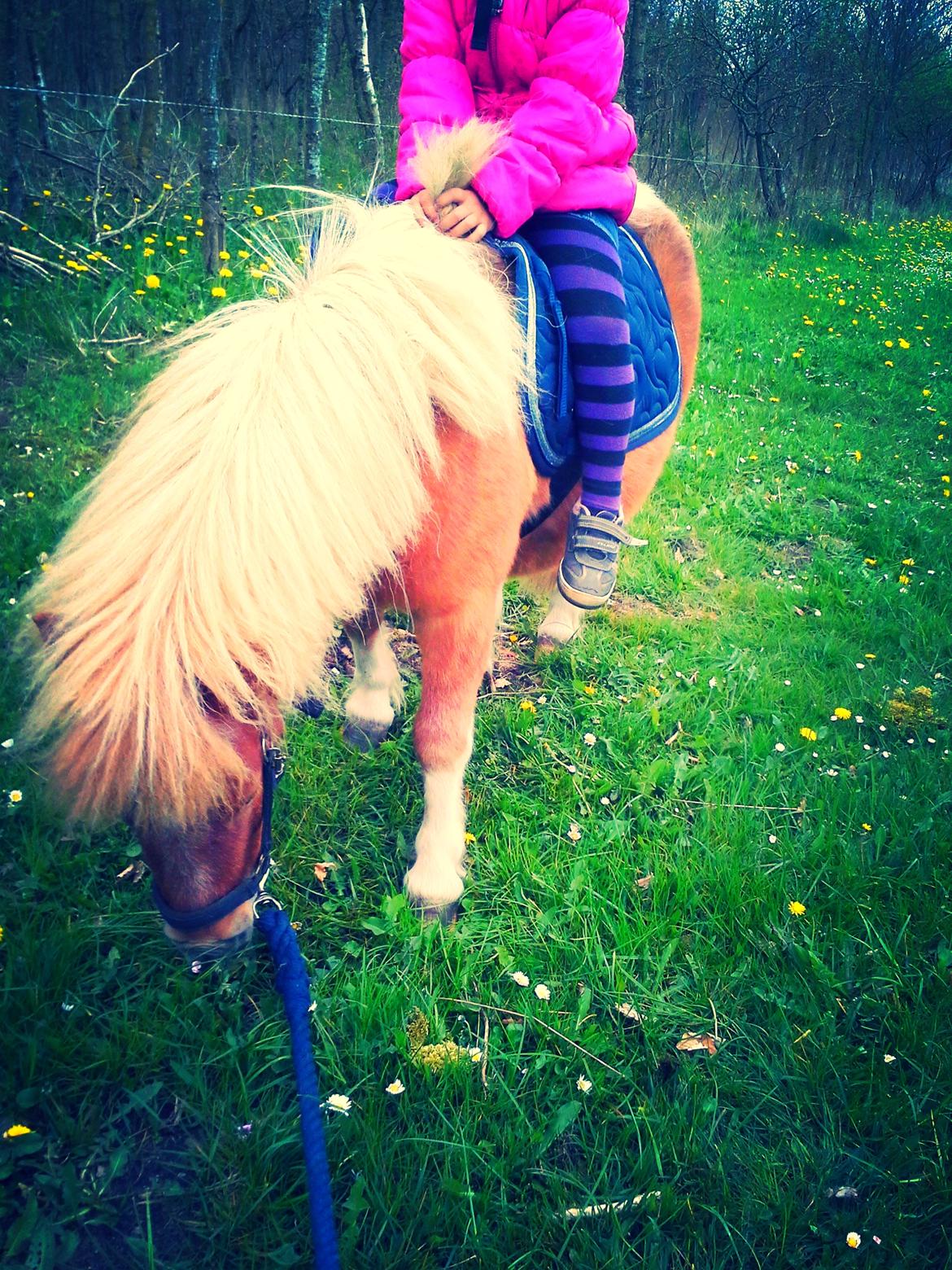 Shetlænder Winnetou - Pony med rytter på for første gang!<3 STOLT billede 1