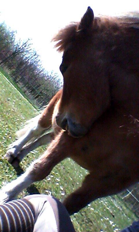 Shetlænder Winnetou billede 14