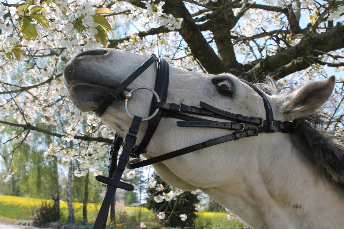 Anden særlig race Jazz - Mmmm blomsterne dufter godt billede 15