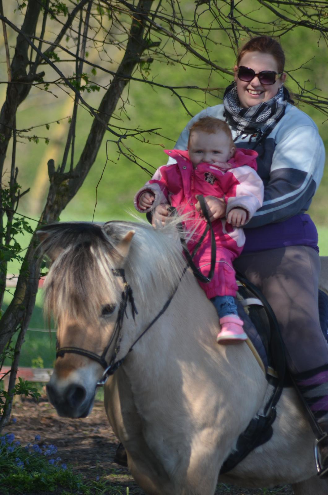 Fjordhest Felix Solgt - Et nyt billede af min Felix. Min datter skulle lige have en ride tur  billede 20