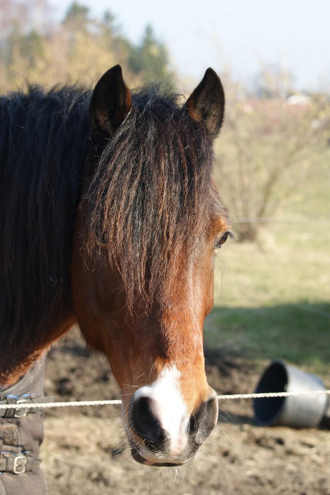 Welsh Cob (sec D) Valhallas (DK) Mabon Mai billede 14