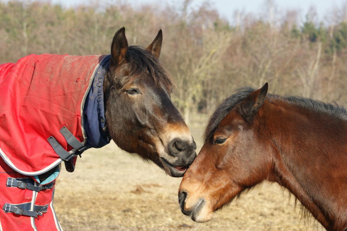 Welsh Cob (sec D) Valhallas (DK) Mabon Mai billede 13