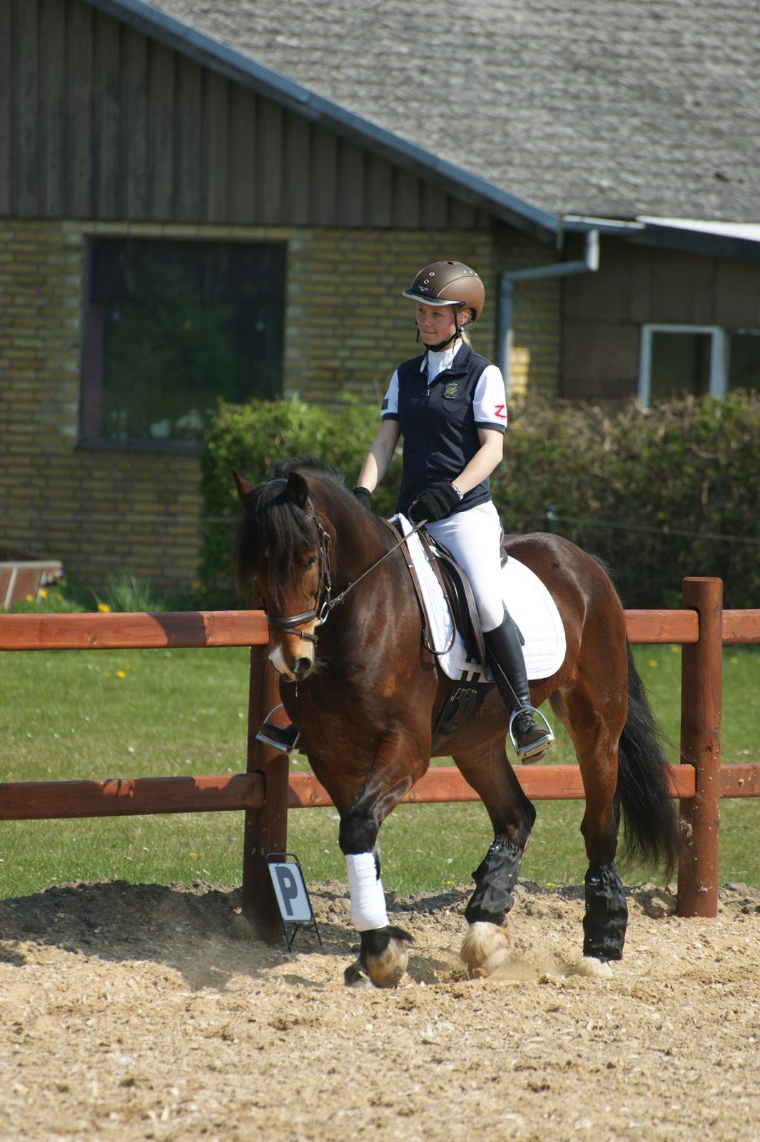 Welsh Cob (sec D) Valhallas (DK) Mabon Mai - Opvarmning. billede 3