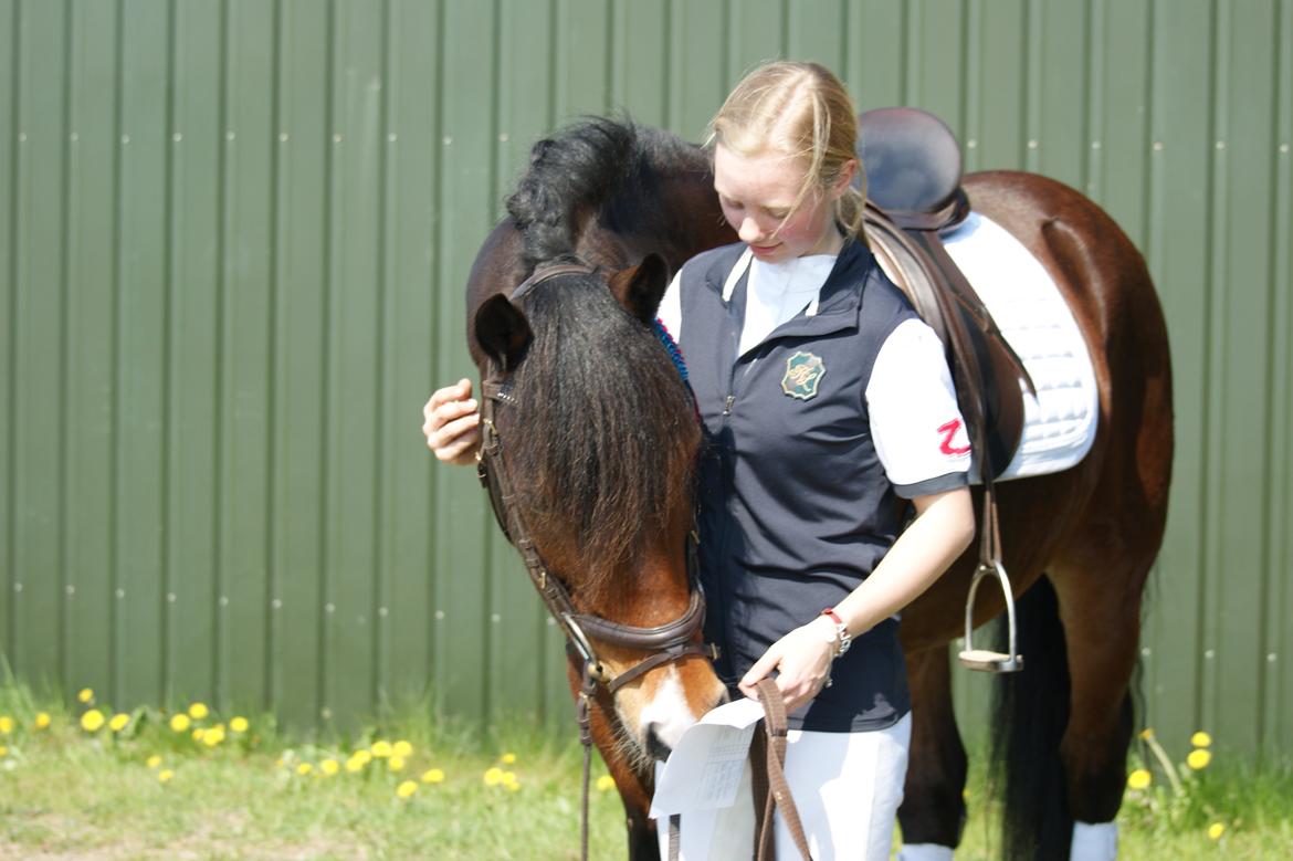 Welsh Cob (sec D) Valhallas (DK) Mabon Mai billede 2