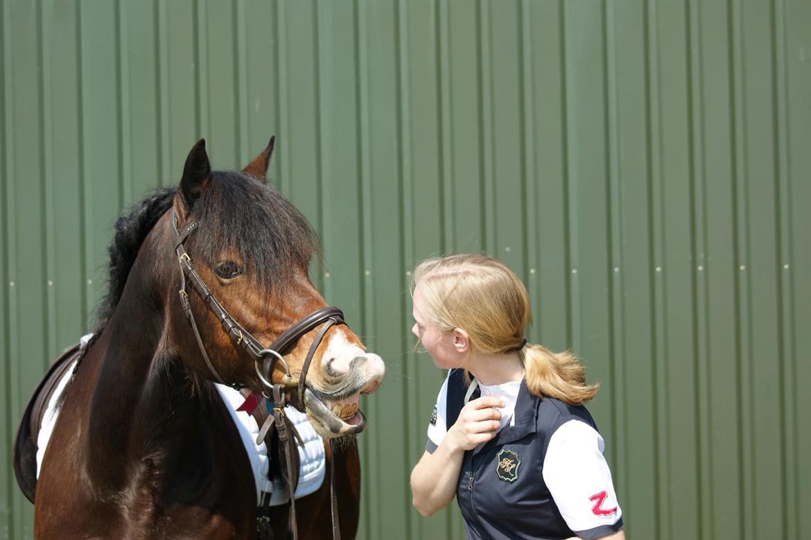 Welsh Cob (sec D) Valhallas (DK) Mabon Mai - Orla er meget glad for sin sløjfe. :) billede 5