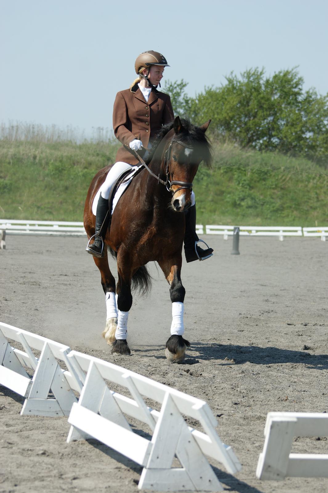 Welsh Cob (sec D) Valhallas (DK) Mabon Mai billede 4