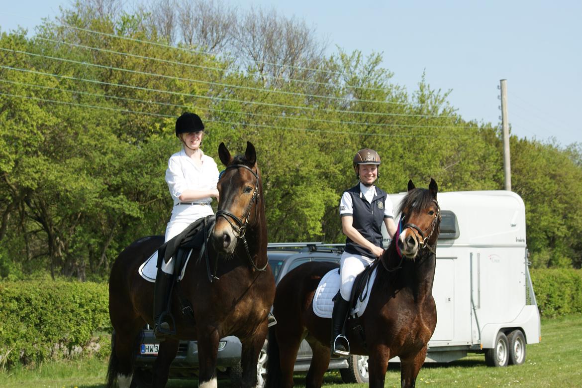 Welsh Cob (sec D) Valhallas (DK) Mabon Mai billede 7