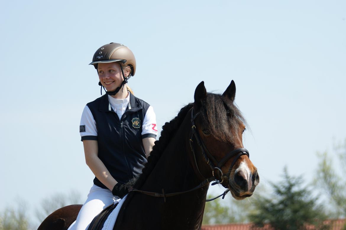 Welsh Cob (sec D) Valhallas (DK) Mabon Mai billede 9