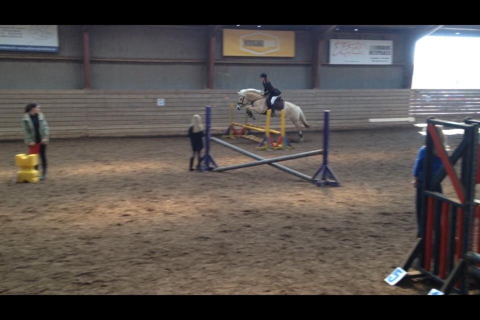 Fjordhest Vængets Fjalar #Klubmester 2013# billede 39