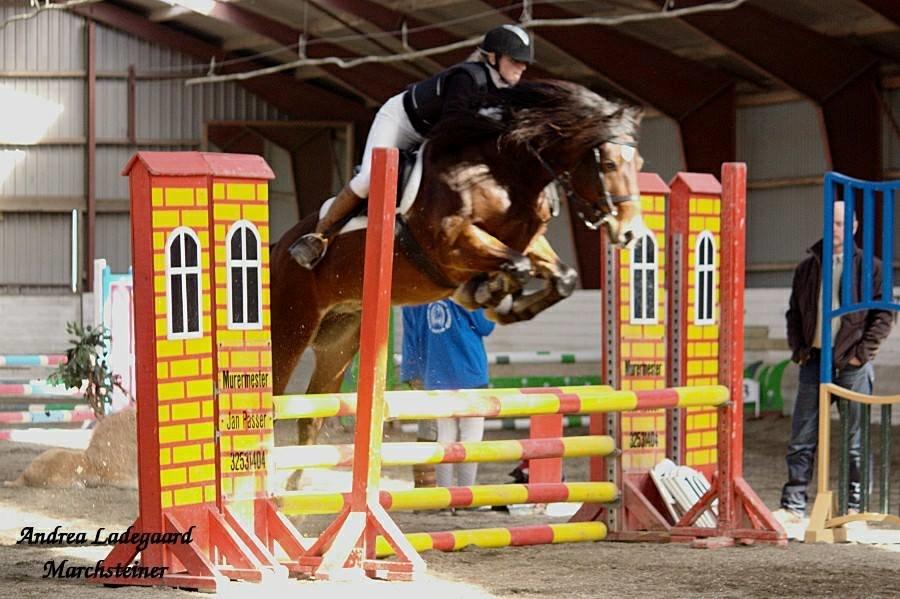 Welsh Cob (sec D) Valhallas (DK) Mabon Mai - Mette og Orla billede 15
