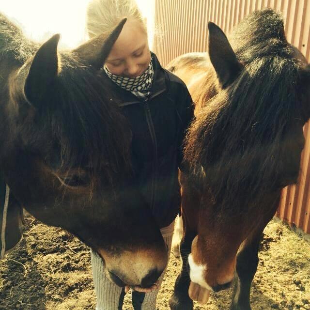 Welsh Cob (sec D) Valhallas (DK) Mabon Mai billede 20