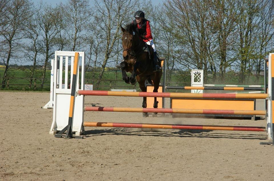 Zangersheide D. Chriesafie Z - LB* i HARK :) billede 14