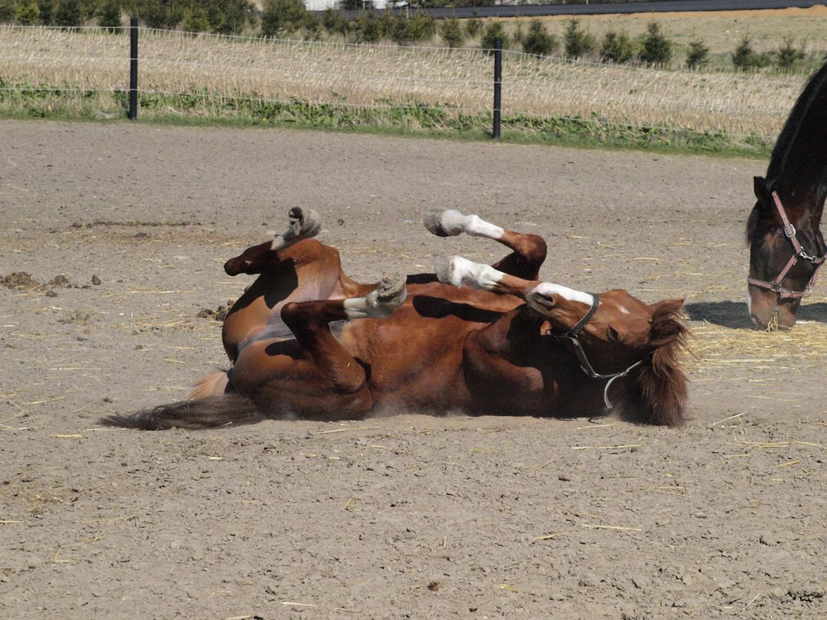 Welsh Pony (sec B) Lyngdalgårds Denore billede 7