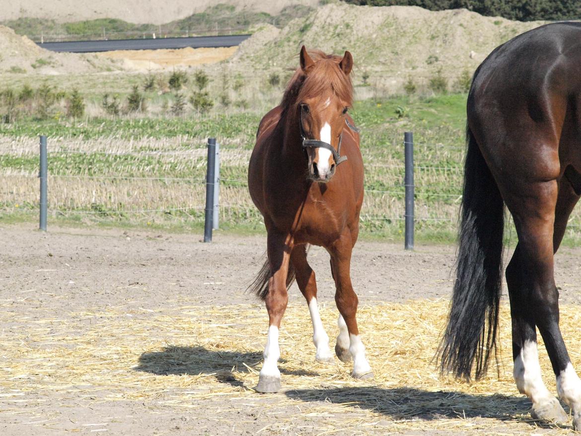 Welsh Pony (sec B) Lyngdalgårds Denore billede 6