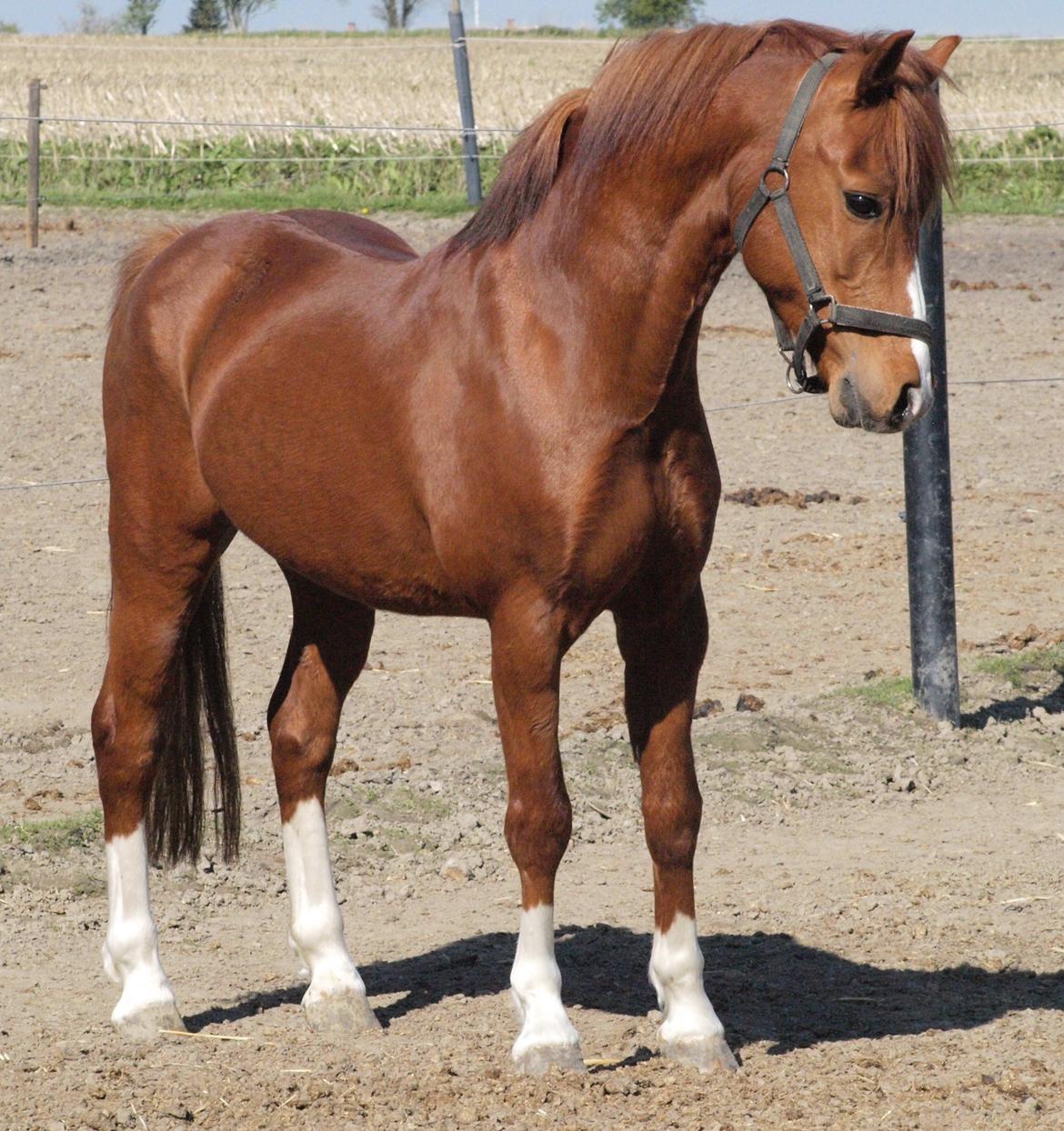 Welsh Pony (sec B) Lyngdalgårds Denore billede 8