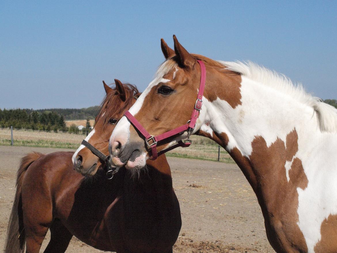 Welsh Pony (sec B) Lyngdalgårds Denore billede 9