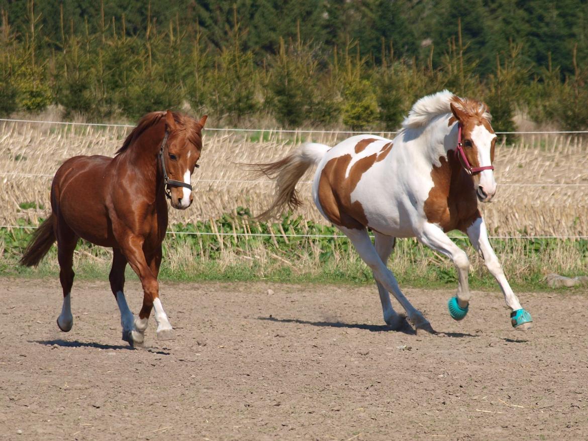 Welsh Pony (sec B) Lyngdalgårds Denore billede 11