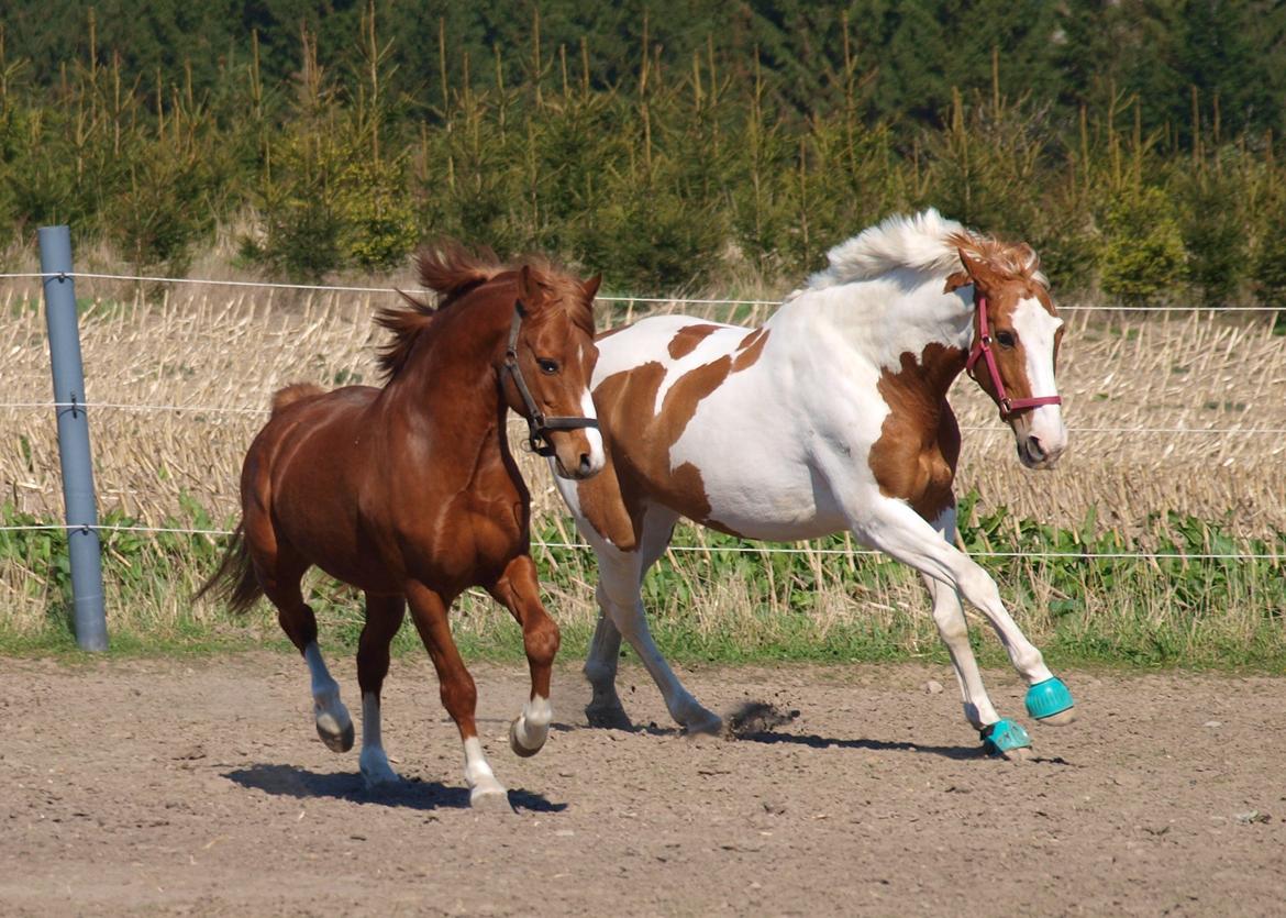 Welsh Pony (sec B) Lyngdalgårds Denore billede 12